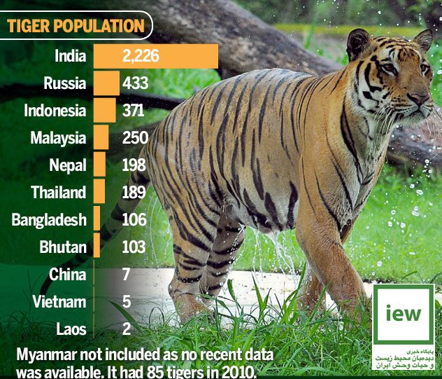 به مناسبت ٢٩جولاى روز جهانی ببر (International tiger day ۲۰۱۶).. دیده بان محیط زیست