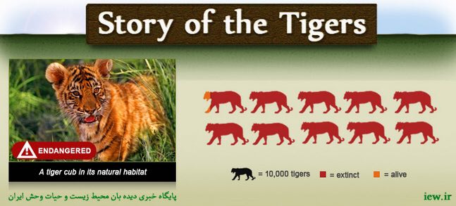 به مناسبت روز جهانی ببر (International tiger day ۲۰۱۶).. ببرها به انقراض نزدیک شده‌اند