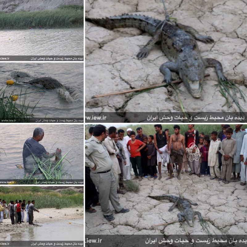 تمساح مهاجمى که ماه گذشته موجب مرگ یک کودک ده ساله شده بود باتلاش نیروهاى محیط زیست سیستان و بلوچستان و همکارى مردم روستا زنده گیر