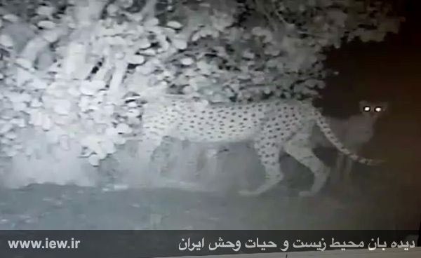 از دو یوزپلنگ آسیایی در منطقه شکار ممنوع کمکى در شهرستان بهاباد یزد تصویربرداری شد.. www