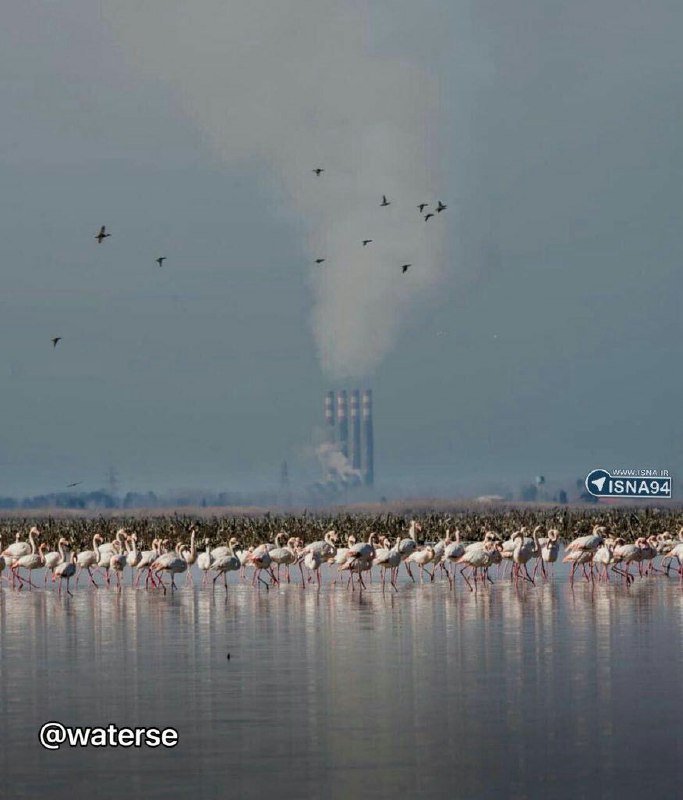 فاجعه محیط‌زیستی در تصویری از محیط زندگی فلامینگوها در کنار آلودگی‌های ناشی از سوخت‌های فسیلی