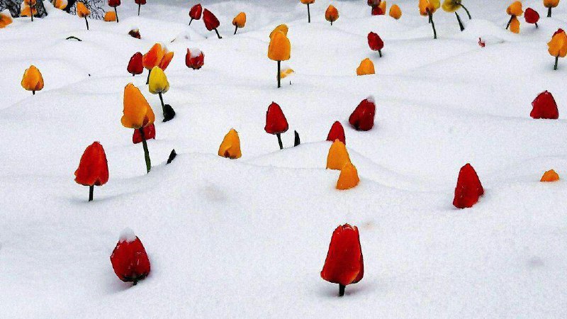 بهت لاله‌ها در میان برف در ۲۷ روز بهار این بار باغ لاله‌های گچسر عکس از هادی مهر آیین