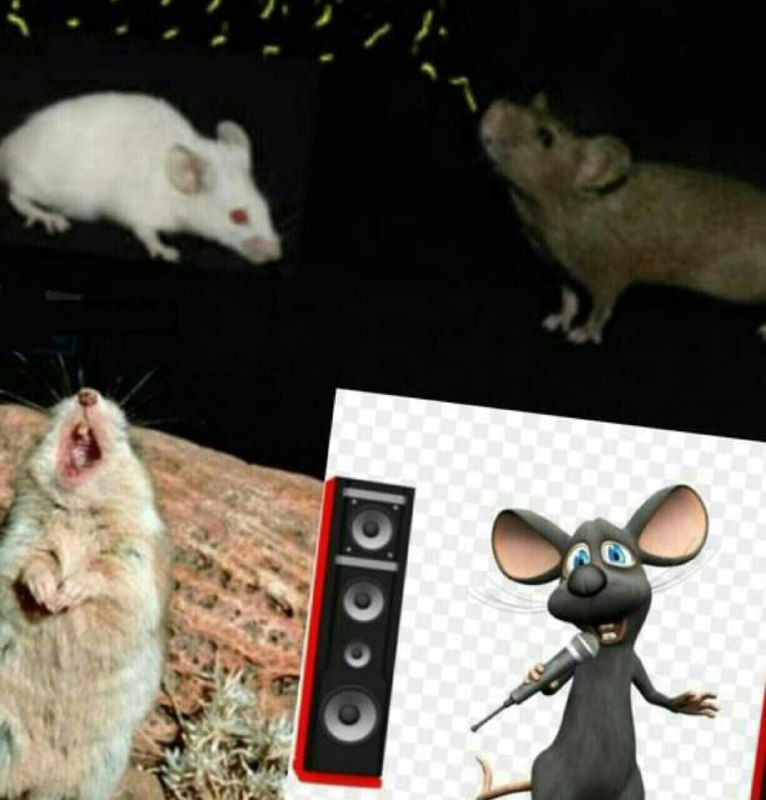 موش‌های نر برای جلب توجه موش‌های ماده، آواز عاشقانه می‌خوانند!