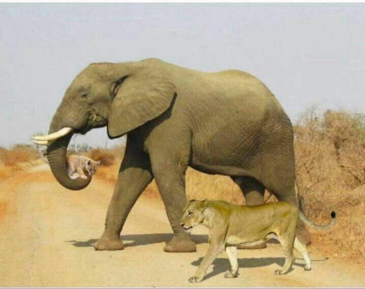 زیباترین عکس جهان …. این عکس در کشور کنیا گرفته شده و اسمش را «بخشش حیوانات» گذاشته‌اند