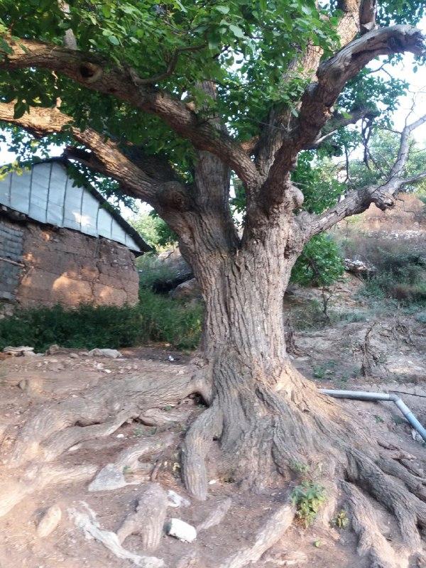 فیروز: درخت چند صد ساله گردو. جذب آب از ریشه‌های قطور
