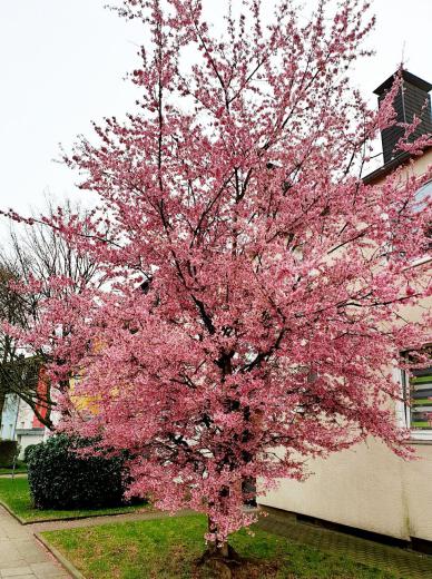 درختهامونم شکوفه زده