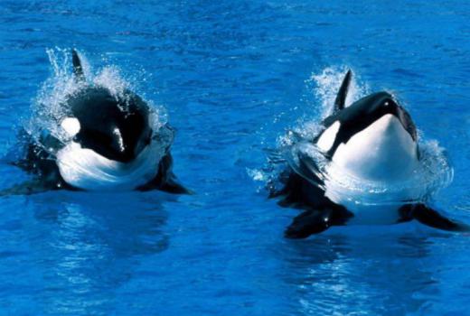 نهنگ‌ها عاشق میشوند و در طول سفر با یکدیگر آواز میخوانند …منبع: نشنال جئوگرافی