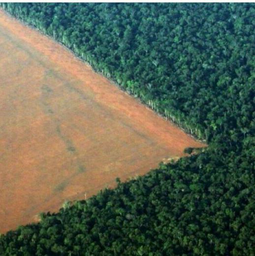🔴روزانه ۲۷ هزار درخت قطع می‌شوند تا فقط نیاز جهان به دستمال توالت تامین شود