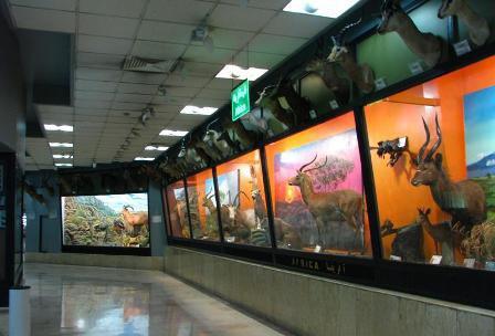 بازدید از موزه تنوع زیستی پارک طبیعت پردیسان فردا ۱۲ اسفند ماه به مناسبت روز جهانی حیات وحش رایگان اعلام شد