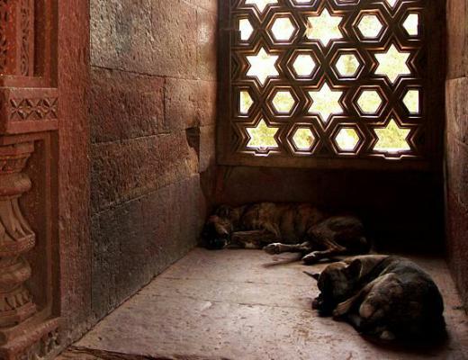 این سگها را در مسجد قطب (از مهمترین مساجد هند) دیدم که در سایه شبستان خوابیده بودند