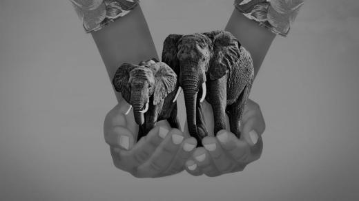 شعار امسال روز جهانی حیات وحش: آینده فیل‌ها در دستان ماست!