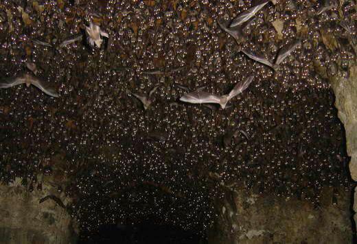غارها سکونتگاه خفاش‌ها هستند که در هنگام خواب زمستانی و زمان فرزندآوری در مقابل دخالتهای انسانی آسیب پذیرند
