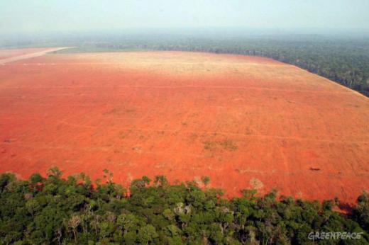 کامیلا مورنو: «اگر واقعا به دنبال مکانیزمی برای توقف جنگل زدایی هستید، کشاورزی تجاری را از میان بردارید