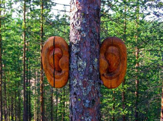 هنر محیطی: آنچه درختان می‌شنوند