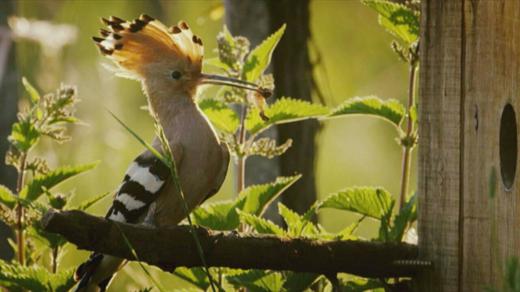 «بازگشت شانه به سر» با روایتی از تلاش‌های فردی اتریشی برای جلوگیری از انقراض پرنده زیبای شانه به سر