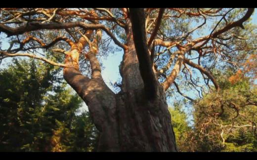 «داستان یک جنگل» تاریخچه خلق جنگل، اعتقادات مردم در گذشته‌های دور و زیست جانوران و حیوانات در جنگل را بررسی می‌کند