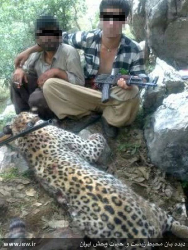 عاملین کشتار یک پلنگ ایرانى بوسیله اسلحه جنگى در منطقه شیمبار خوزستان شناسایى و دستگیر شدند.. www