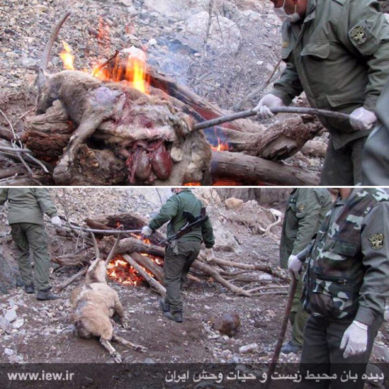 بیش از نیمی از جمعیت کل و بز وحشى در پارک ملی خجیر تهران بر اثر شیوع طاعون (ppr) ازبین رفت …دیده بان محیط زیست و حیات وحش ایران