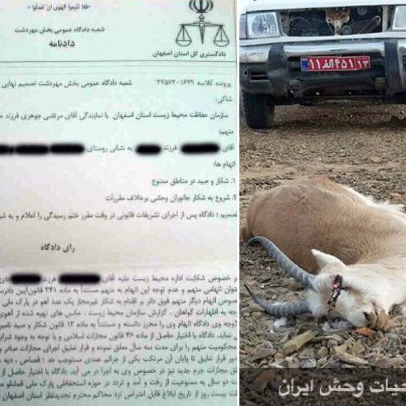 عامل کشتار یک آهو در پارک ملی قمیشلو بوسیله تعقیب با موتورسیکلت، به دو سال زندان محکوم شد …دیده بان محیط زیست و حیات وحش ایران