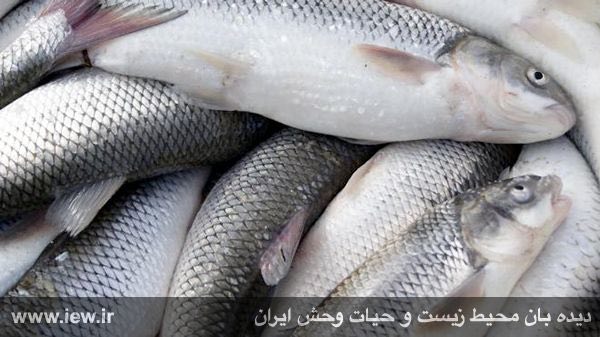 هشدار:.. دیده بان محیط زیست