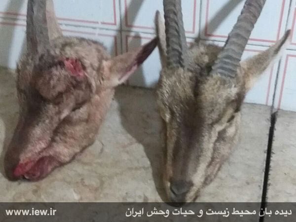 عامل شکار غیرمجاز دو کل وحشی در پارک ملی دنا دستگیر و روانه زندان شد …پایگاه خبری. www