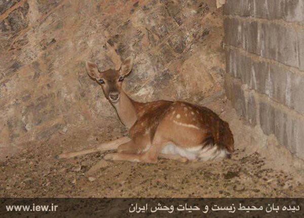 با مرگ مشکوک یک گوزن زرد باردار و گوساله‌اش در خرم آباد، پروژه احیاى گوزن زرد در لرستان پس از ٦ سال شکست خورد