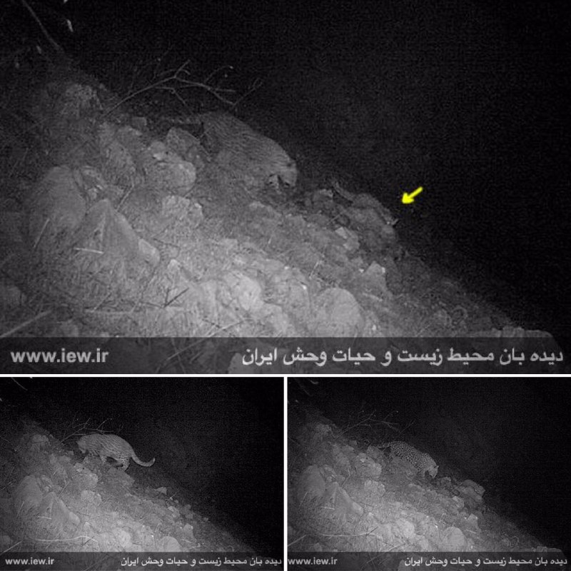 برای نخستین بار از پلنگ ایرانی و توله‌اش در استان لرستان تصویربرداری شد …پایگاه خبری. www