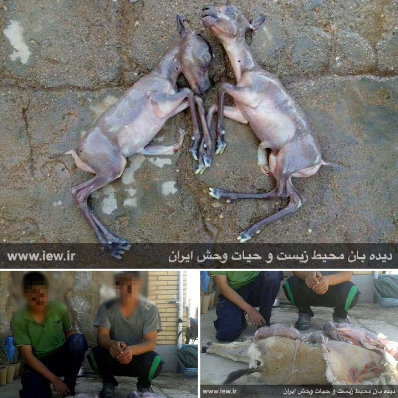شکارچیان متخلف آهوى آبستنى را که دو بره داشت بوسیله تعقیب با موتوسیکلت در پارک ملى کلاه قاضى از پاى درآوردند