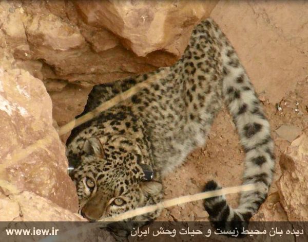 گزارش کالبد گشایی و علت مرگ ماده پلنگ دارای گردنبند ردیاب اعلام شد …دیده بان محیط زیست و حیات وحش ایران