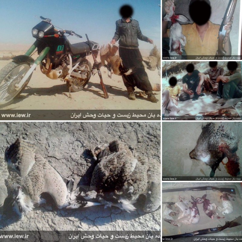 عاملین کشتار حیات وحش بوسیله موتورسیکلت هاى قاچاق و سلاح غیرمجاز در لارستان شناسایی و به دادگاه معرفی شدند