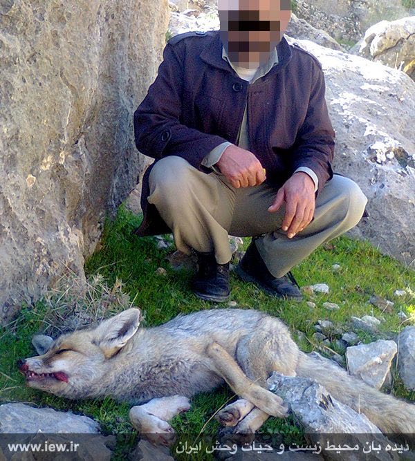 عامل شکار یک روباه در شهرستان ایذه خوزستان دستگیر شد …دیده بان محیط زیست و حیات وحش ایران.. www