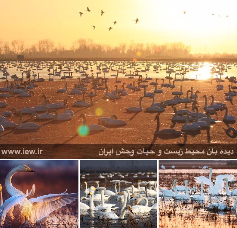 استمداد فعالان محیط زیست از مردم برای تأمین غذای هزاران قوى مهاجر در سرخرود …جزئیات و نحوه مشارکت در