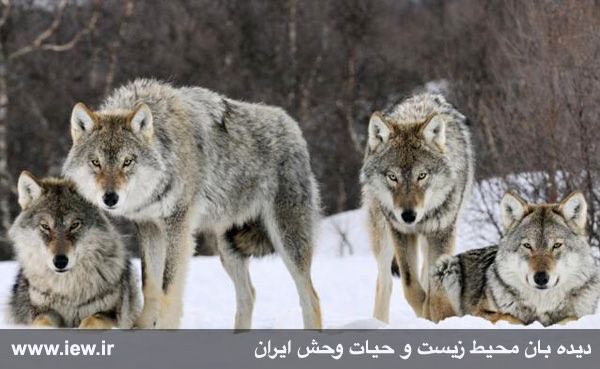 هجوم پنجاه گرگ به تکاب و ایجاد وحشت در مردم این شهر به هیچ عنوان صحت ندارد …جزئیات در. www