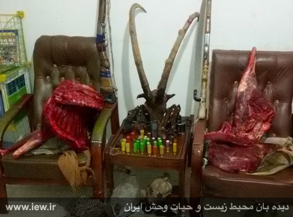 عاملین شکار یک کل وحشی در شهرستان خوسف خراسان جنوبى بهمراه دو اسلحه قاچاق دستگیر شدند …دیده بان محیط زیست و حیات وحش ایران