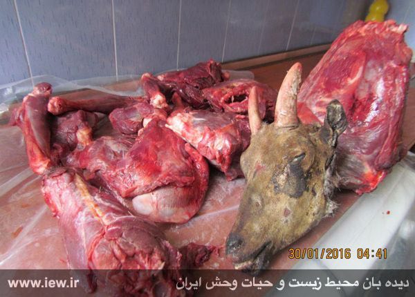عاملین شکار غیرمجاز یک میش وحشی در منطقه حفاظت شده پرور دستگیر شدند …پایگاه خبری. www