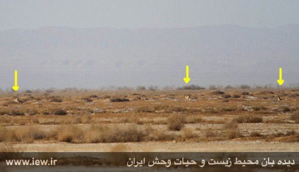 صبح امروز از سه یوزپلنگ آسیایی در پناهگاه حیات وحش میاندشت تصویربرداری شد …پایگاه خبری. www