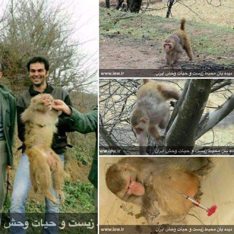 یک میمون رزوس (گونه غیربومى) در جنگلهای اطراف ساری مشاهده و با پرتاب دارت بیهوشى زنده گیری شد.. www