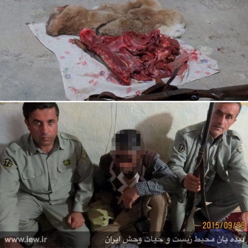 عامل شکار غیرمجاز یک کل وحشى با تلاش محیطبانان پارک ملى دنا دستگیر شد …پایگاه خبرى. www