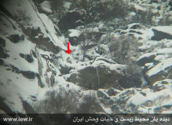 یک پلنگ ماده و دو توله‌اش در ارتفاعات پارک ملی کنتال آذربایجان شرقى مشاهده شدند.. پایگاه خبری