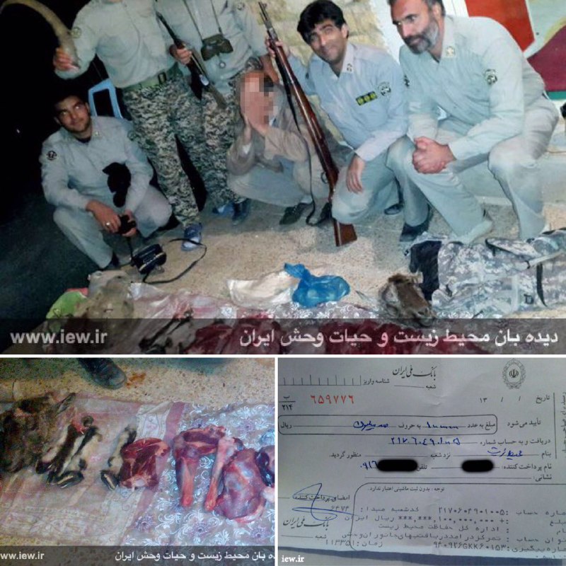 عاملین شکار یک کل وحشی در سفیدکوه خرم آباد پس از واریز یکصد میلیون ریال جریمه نقدی به دادگاه معرفى شدند …