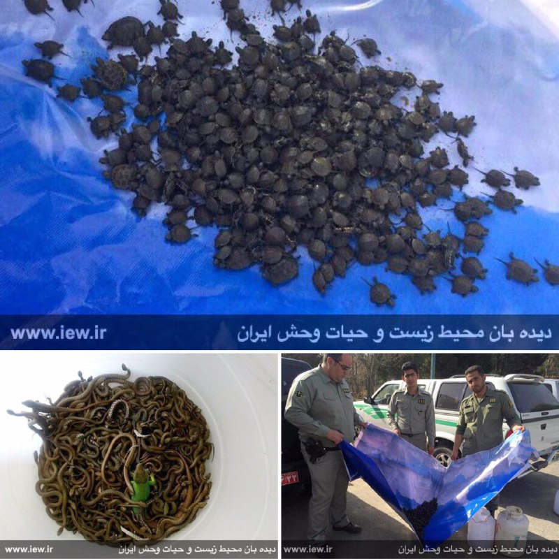 بیش از ١٨٠٠ لاکپشت و مار آبى توسط یگان محیط زیست تهران کشف و تحویل کلینیک حیات وحش پردیسان شد.. www