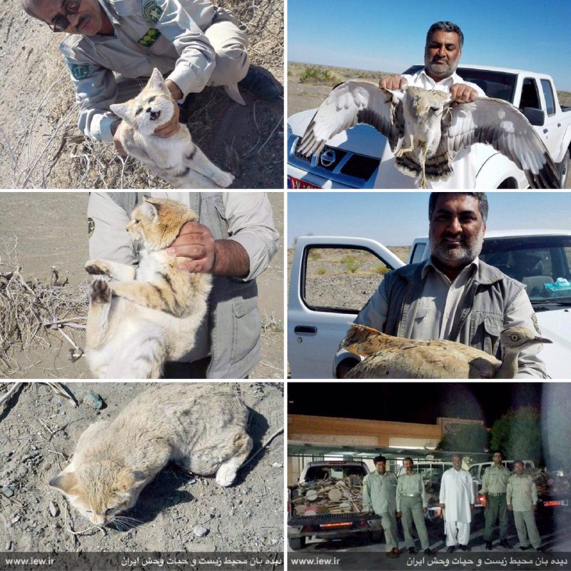 درعملیات بزرگ محیطبانان سیستان وبلوچستان ٢٠ کیلومتر دام جمع اورى و ۱۲هوبره و ۴ گربه شنی از دامها نجات یافتند