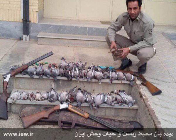 عاملین کشتار ٢١ فاخته، ٨ کبوتر وحشى، یک مرغابى و پنج قمرى در شاهرود دستگیر شدند …پایگاه خبری. www
