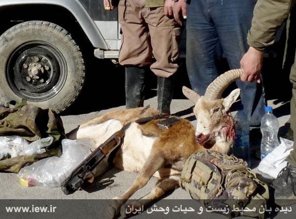 عاملین شکار غیرمجاز یک قوچ وحشی در هفتادقله اراک بهمراه یک اسلحه جنگی کلاشینکف دستگیر شدند …دیده بان محیط زیست و حیات وحش ایران