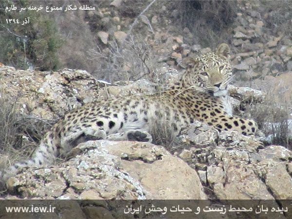 از یک پلنگ ایرانی در منطقه شکار ممنوع خرمنه سر طارم تصویربرداری شد …پایگاه خبری. www