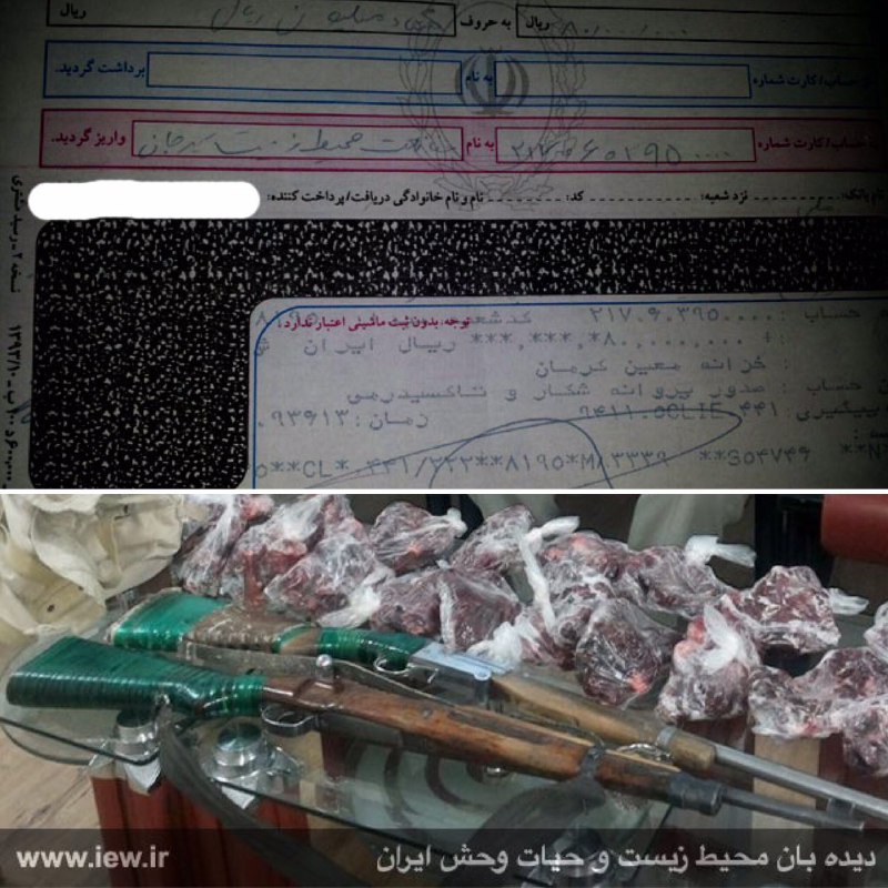 عامل شکار یک قوچ وحشی در سیرجان پس از واریز هشتاد میلیون ریال جریمه نقدی به دادگاه معرفی شد.. www
