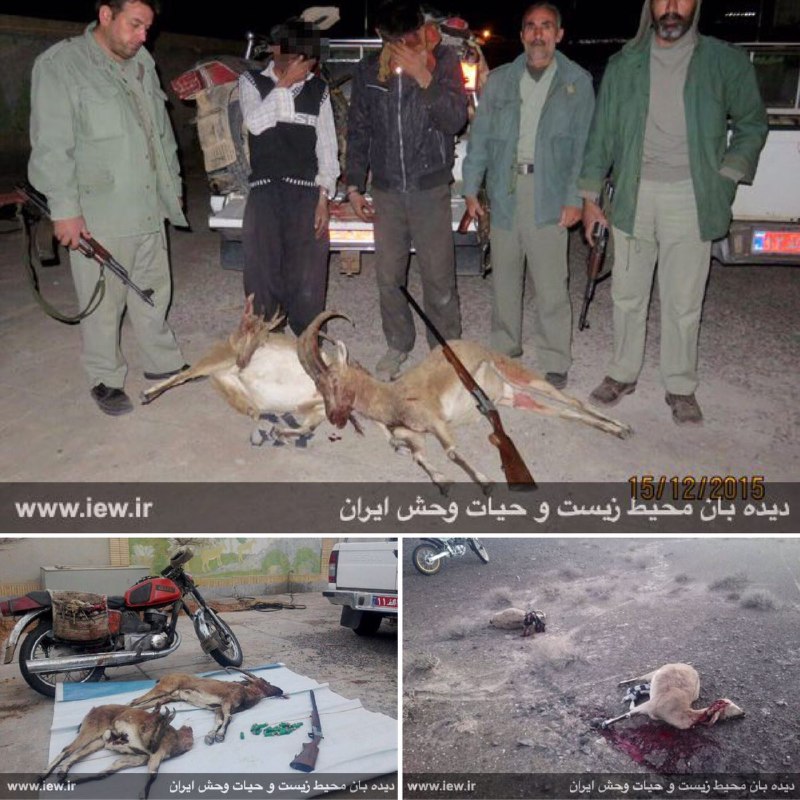 عاملین شکار دو کل و بز وحشی در پناهگاه حیات وحش رباط شور فردوس دستگیر شدند …پایگاه خبری. www