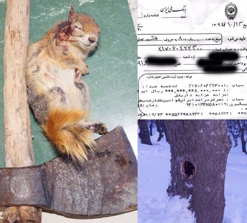 عاملین کشتار بیرحمانه یک سنجاب و تخریب یک بلوط در جنگل‌های بانه دستگیر شدند …دیده بان محیط زیست و حیات وحش ایران