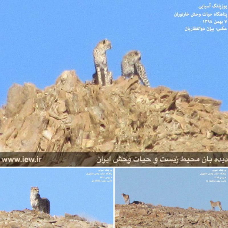 روز چهارشنبه ٩٤/١١/٧ از دو یوزپلنگ آسیایى در پناهگاه حیات وحش توران تصویربرداری شد …دیده بان محیط زیست و حیات وحش ایران