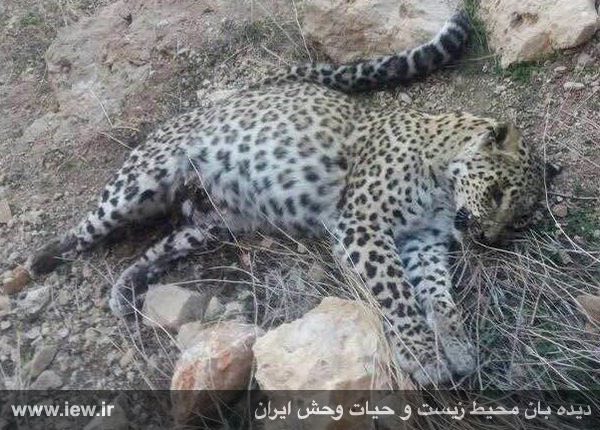 لاشه یک پلنگ در پارک ملى دنا مشاهده و جهت تعیین علت مرگ به اداره کل حفاظت محیط زیست استان اصفهان منتقل شد
